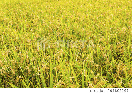 Rice crop soon to be harvest in the paddy field of Taitung, Taiwan. Rice crop soon to be harvest in the paddy field of Taitung, Taiwan. 101805397
