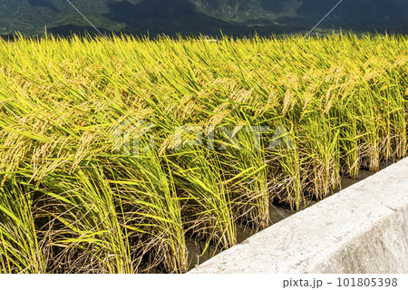 Rice crop soon to be harvest in the paddy field of Taitung, Taiwan. Rice crop soon to be harvest in the paddy field of Taitung, Taiwan. 101805398