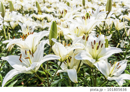 White lily flowers in the garden, lily Joop flowers, and Lilium oriental Joop. White lily flowers in the garden, lily Joop flowers, and Lilium oriental Joop. 101805636