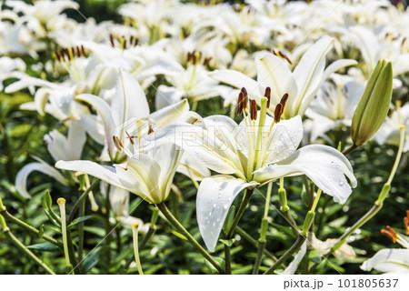 White lily flowers in the garden, lily Joop flowers, and Lilium oriental Joop. White lily flowers in the garden, lily Joop flowers, and Lilium oriental Joop. 101805637