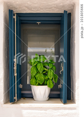 Flower pot with basil plant on window sill of whitewashed house in summer sunshine and shadows. 101805666