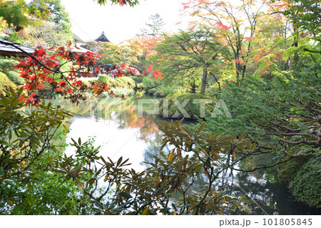 庭園の木々の間から臨む趣深い池 日光山輪王寺逍遥園 101805845
