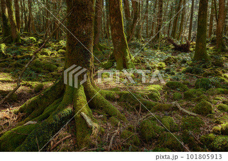富士の樹海・深い森の中（遭難イメージ） 101805913