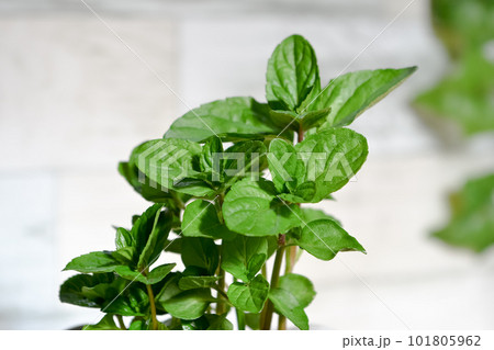 モヒートミント 101805962