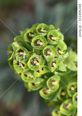 Spurge Black Pearl 101806288