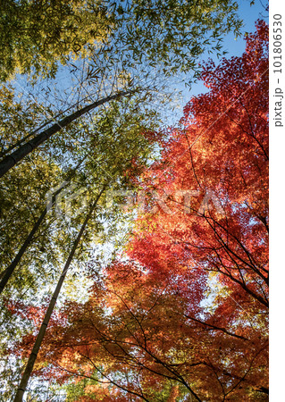 滋賀県びわこ文化公園夕照の庭の美しい紅葉 滋賀県びわこ文化公園夕照の庭の美しい紅葉 101806530
