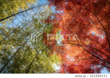 滋賀県びわこ文化公園夕照の庭の美しい紅葉 101806531