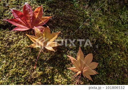 滋賀県びわこ文化公園夕照の庭の美しい紅葉 滋賀県びわこ文化公園夕照の庭の美しい紅葉 101806532