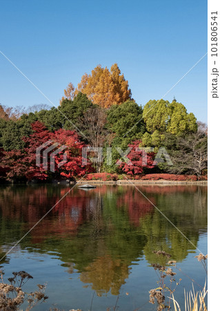 滋賀県びわこ文化公園夕照の庭の美しい紅葉 滋賀県びわこ文化公園夕照の庭の美しい紅葉 101806541