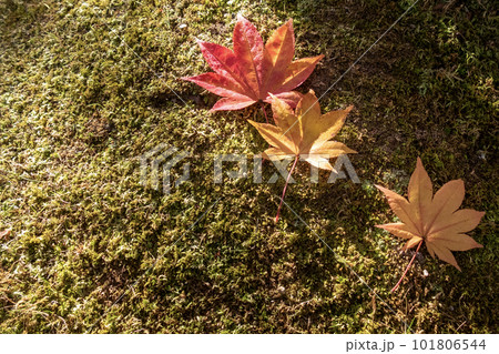 滋賀県びわこ文化公園夕照の庭の美しい紅葉 滋賀県びわこ文化公園夕照の庭の美しい紅葉 101806544