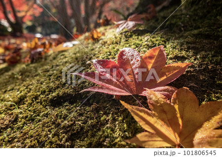 滋賀県びわこ文化公園夕照の庭の美しい紅葉 101806545
