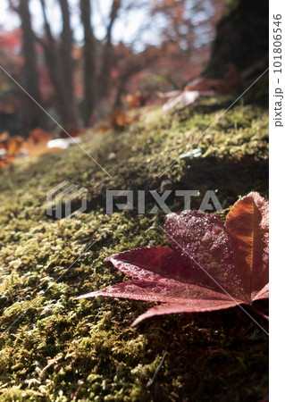 滋賀県びわこ文化公園夕照の庭の美しい紅葉 滋賀県びわこ文化公園夕照の庭の美しい紅葉 101806546