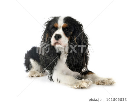 cavalier king charles 101806838