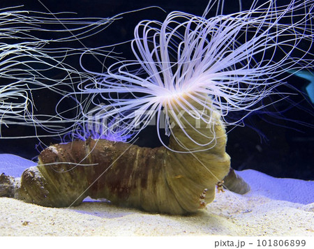 インパクト強いイソギンチャク インパクト強いイソギンチャク 101806899