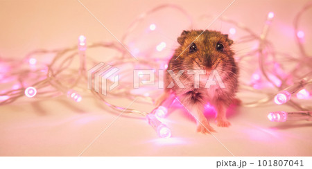 Cute fluffy Djungarian hamster and holiday garland 101807041