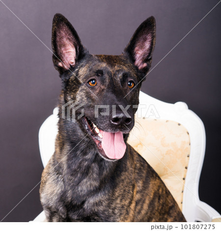 Dutch shepherd dog sitting in the chair in a studio Dutch shepherd dog sitting in the chair in a studio 101807275