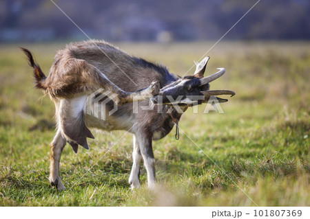 Nice white brown hairy bearded goat with long horns and beard on bright sunny warm summer day on blurred green grassy field background. Domestic animals farming concept. Nice white brown hairy bearded goat with long horns and beard on bright sunny warm summer day on blurred green grassy field background. Domestic animals farming concept. 101807369