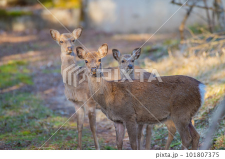こちらを見つめる3頭のシカ 101807375