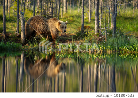 Eurasian Brown bear by a pond in a forest in autumn 101807533