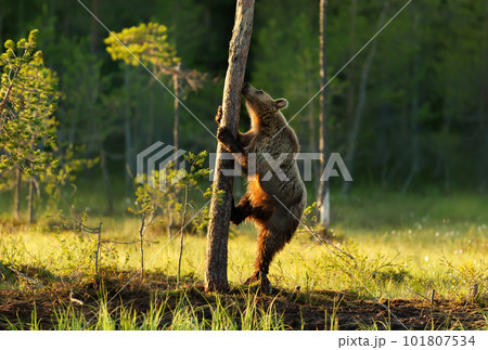 Eurasian Brown bear climbing a tree by a pond Eurasian Brown bear climbing a tree by a pond 101807534