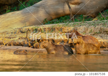 Group of Capybaras on a river bank 101807536