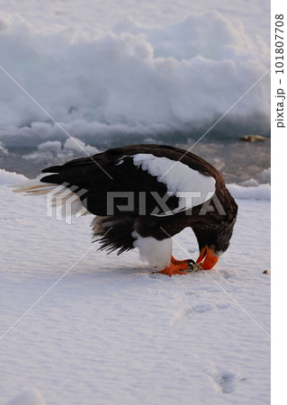 流氷の上で魚を食べるオオワシ 101807708