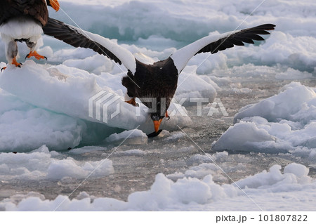 流氷の上で魚を食べるオオワシ 流氷の上で魚を食べるオオワシ 101807822