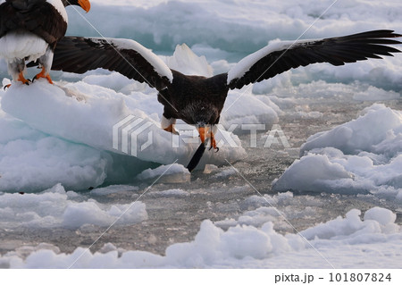 流氷の上で魚を食べるオオワシ 101807824