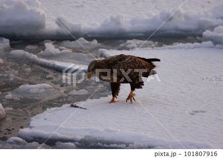 流氷の上で魚を食べる鷲 101807916