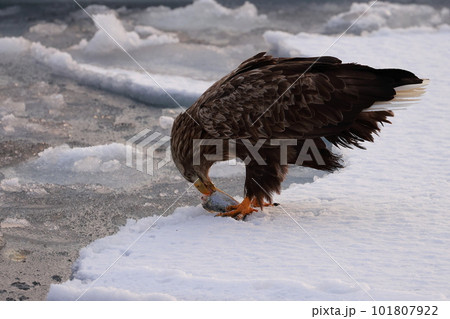 流氷の上で魚を食べる鷲 101807922