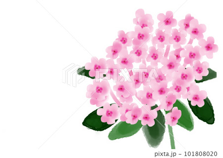 フロックスの花カード2 フロックスの花カード2 101808020