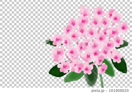 フロックスの花カード2 フロックスの花カード2 101808020