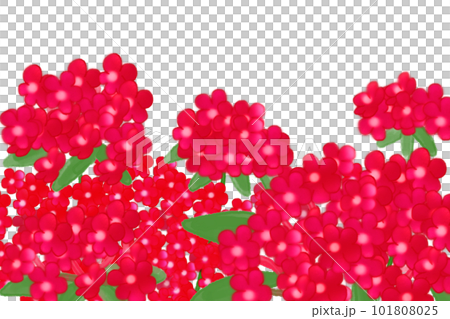 福祿考花卡6 福祿考花卡6 101808025