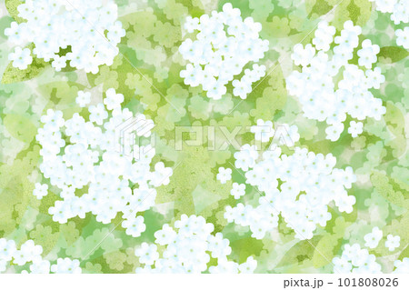 フロックスの花カード7 101808026