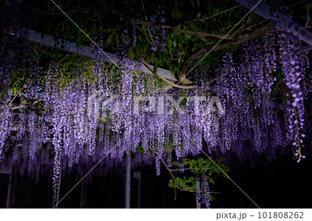 藤棚　夜景 101808262