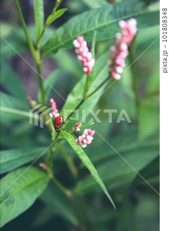 Ladybug is in green leaves. Little flowers and ladybug. Ladybug is in green leaves. Little flowers and ladybug. 101808348