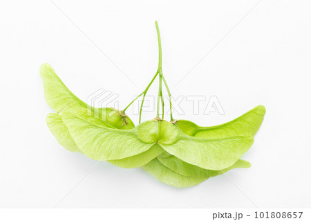 Foliage of maple green lionfishs on a white background. Foliage of maple green lionfishs on a white background. 101808657