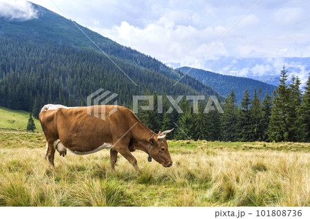 Idyllic view of nice brown cow grazing in green pasture field fresh grass on bright sunny day. Magnificent mountains in distance, blue sky,white clouds. Farming and agriculture. Idyllic view of nice brown cow grazing in green pasture field fresh grass on bright sunny day. Magnificent mountains in distance, blue sky,white clouds. Farming and agriculture. 101808736