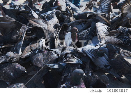 Rock pigeons. Flock of feral pigeons crowding square, feeding with discarded food or bird seeds. Background with doves. Nature and animals 101808817