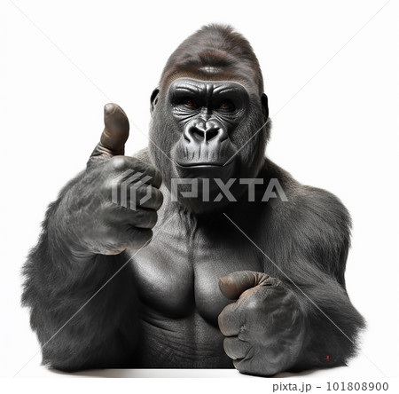 Gorilla thumbs up, everything is fine, everything is ok, everything is correct, I agree, ok. On a white background funny illustration with an animal, 101808900