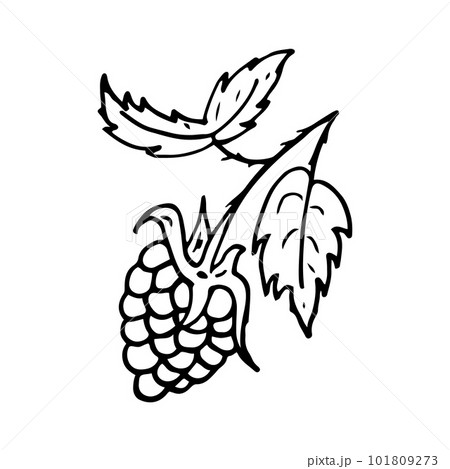 Blackberry in line style. Isolated hand drawing Raspberries vector illustration. Doodle outline. Blackberry in line style. Isolated hand drawing Raspberries vector illustration. Doodle outline. 101809273