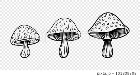 Vector Hand Drawn Mushroom With Outline Icon Set Isolated. Amanita Muscaria, Fly Agaric Scetch, Doodle, Linear Sign Collection. Magic Mushroom Symbol, Design Template. Vector illustration 101809308