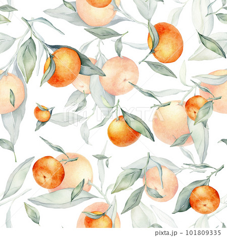 Seamless watercolour citrus fruits and leaves pattern. Green leaves and orange fruits on white background. Seamless mandarin and oranges watercolour illustration Seamless watercolour citrus fruits and leaves pattern. Green leaves and orange fruits on white background. Seamless mandarin and oranges watercolour illustration 101809335