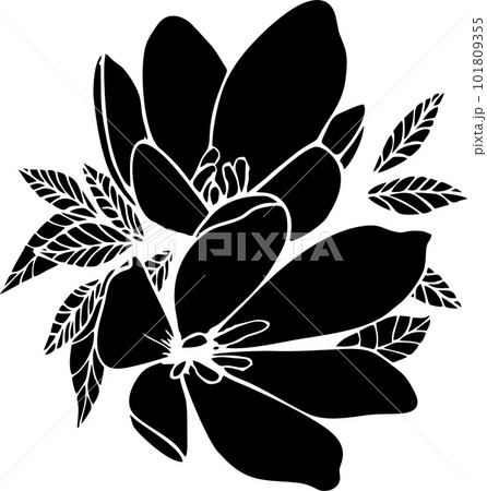 black graphic silhouette of two magnolia flowers without background, isolated element 101809355