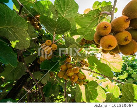 Kiwi tree plantation with brunches of fruits. Garden with trees and organic fruits. Gardening and vegan concept Kiwi tree plantation with brunches of fruits. Garden with trees and organic fruits. Gardening and vegan concept 101810067