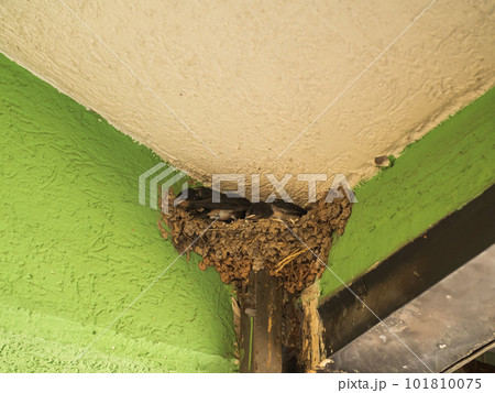 Close-up of small swallow chicks with yellow mouths in nest of balcony. Swallow breeding next to person. Close-up of small swallow chicks with yellow mouths in nest of balcony. Swallow breeding next to person. 101810075
