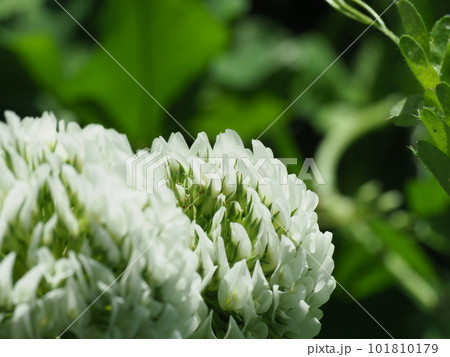 クローバーの花が咲く クローバーの花が咲く 101810179