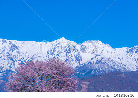【春素材】信州・野平地区の一本桜【長野県】 【春素材】信州・野平地区の一本桜【長野県】 101810316