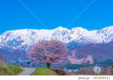 【春素材】信州・野平地区の一本桜【長野県】 101810317