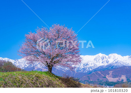 【春素材】信州・野平地区の一本桜【長野県】 101810320